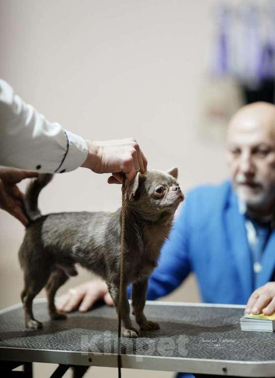 Собаки в Воронеже: Кобель для вязки Мальчик, 20 000 руб. - фото 2