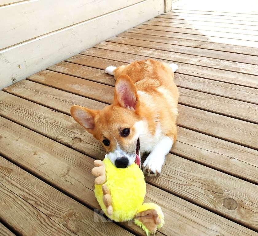 Собаки в других городах Московской области: Щенки вельш корги пемброк Девочка, 55 000 руб. - фото 5