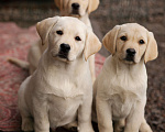 Собаки в Санкт-Петербурге: Породные Щенки  Лабрадора  Мальчик, Бесплатно - фото 4