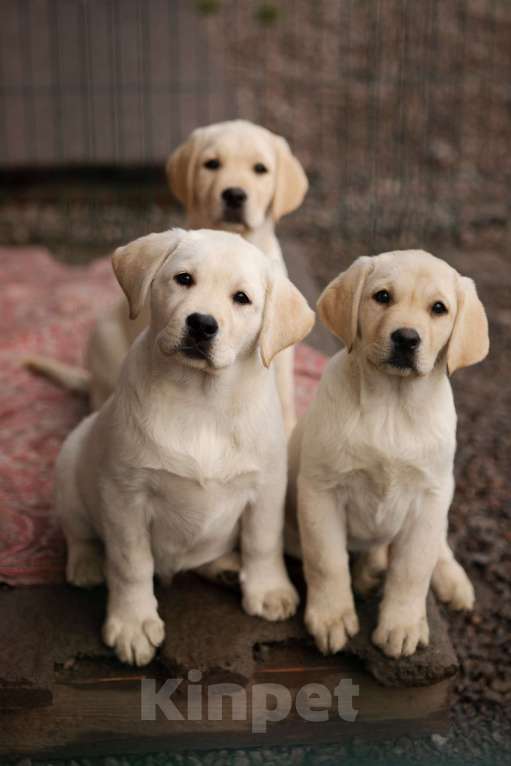 Собаки в Санкт-Петербурге: Породные Щенки  Лабрадора  Мальчик, Бесплатно - фото 4
