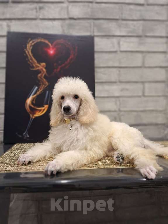 Собаки в Санкт-Петербурге: Девочка среднего пуделя,белого окраса Девочка, 150 руб. - фото 5