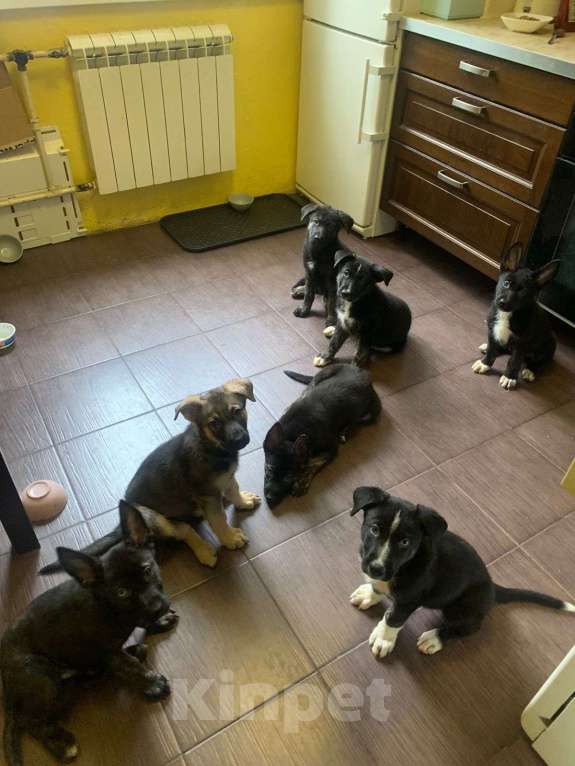 Собаки в Москве: метисы щенки Мальчик, Бесплатно - фото 3