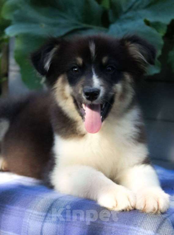 Собаки в Москве: Австралийская овчарка щенок (аусси)  Мальчик, 45 000 руб. - фото 2