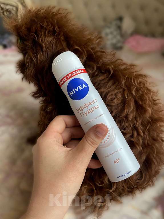 Собаки в Ижевске: Тедди пудель тикап 16см  Мальчик, 20 000 руб. - фото 2