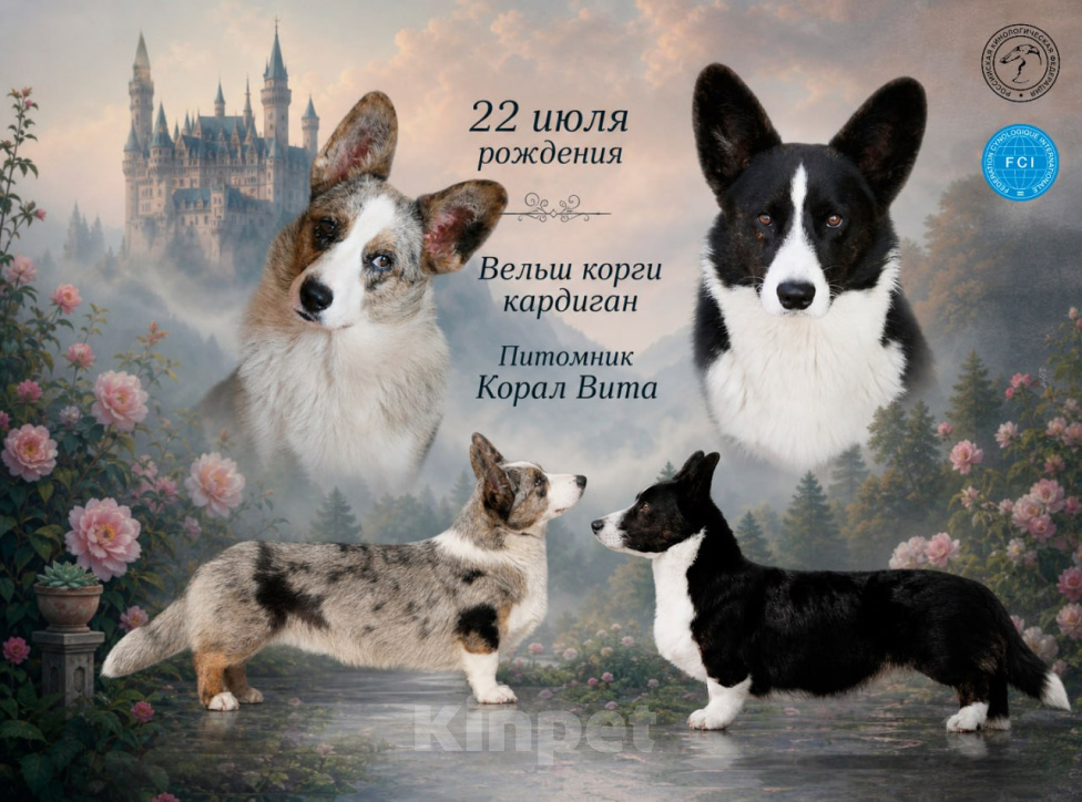 Собаки в Воронеже: Вельш корги кардиган Разнополые, 50 000 руб. - фото 9