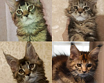 Кошки в Барнауле: Котята Мейн-кун  Девочка, 70 000 руб. - фото 1