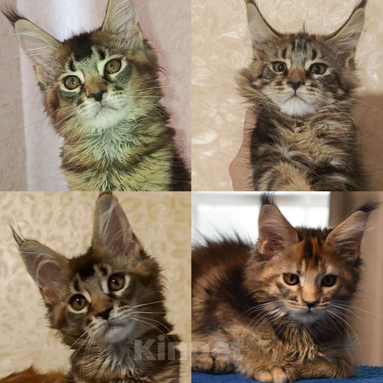 Кошки в Барнауле: Котята Мейн-кун  Девочка, 70 000 руб. - фото 1