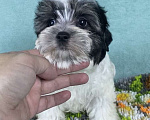 Собаки в Москве: Цветной Йорк - мальчик Мальчик, 40 000 руб. - фото 2