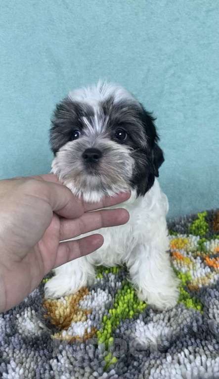 Собаки в Москве: Цветной Йорк - мальчик Мальчик, 40 000 руб. - фото 2