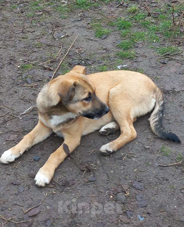 Собаки в Волгограде: Щенок девочка в добрые руки Девочка, Бесплатно - фото 2