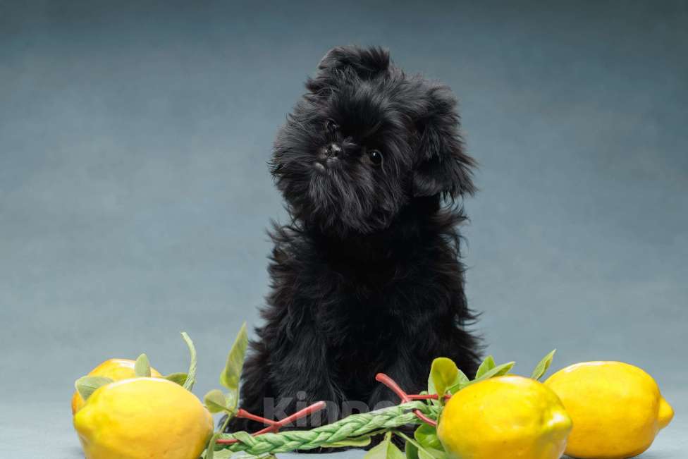 Собаки в Санкт-Петербурге: АФФЕНПИНЧЕР Щенки Девочка, Бесплатно - фото 2