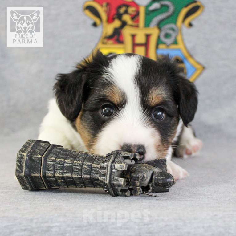 Собаки в Перми: Триколорный компаньон вельш корги кардиган Мальчик, 45 000 руб. - фото 5