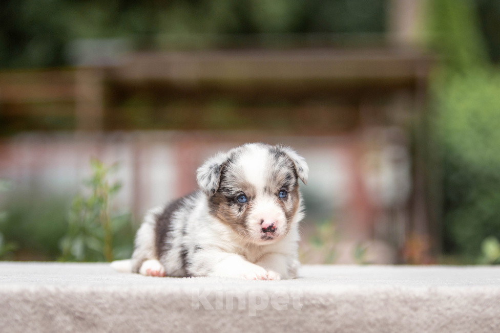 Собаки в Москве: Щенок корги Мальчик, 120 000 руб. - фото 1
