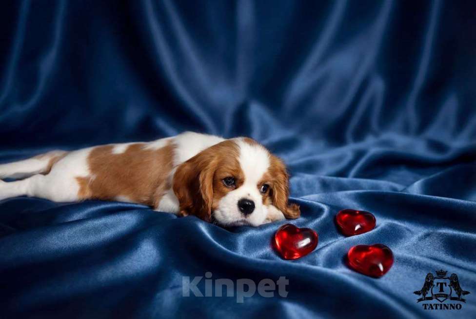 Собаки в Москве: Щенок кавалер кинг чарльз спаниель Мальчик, 150 000 руб. - фото 2