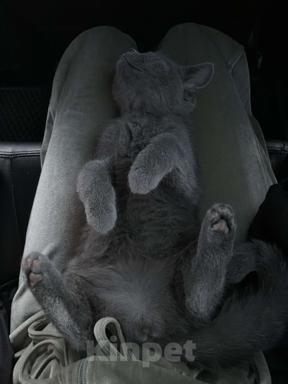 Кошки в Саратове: Отдам кошечку в добрые руки  Девочка, Бесплатно - фото 4