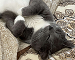 Кошки в Москве: Кот домашний  Мальчик, Бесплатно - фото 1
