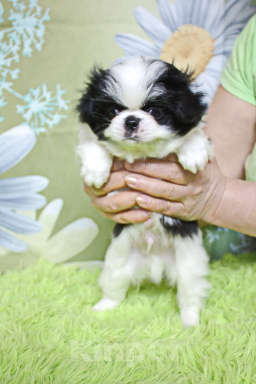 Собаки в Москве: Щенок мальчик японского хина с документами РКФ Мальчик, 25 000 руб. - фото 3