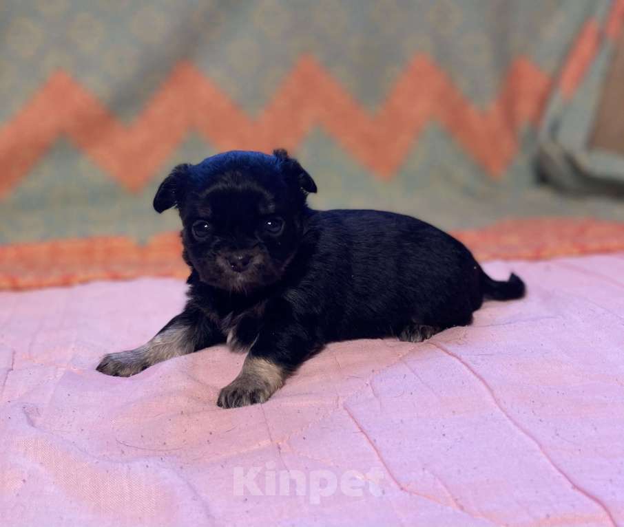 Собаки в Санкт-Петербурге: Очаровательная девочка чихуахуа  Девочка, 35 000 руб. - фото 2