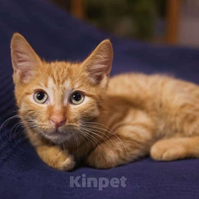 Кошки в Москве: Котенок Ричард Мальчик, Бесплатно - фото 5