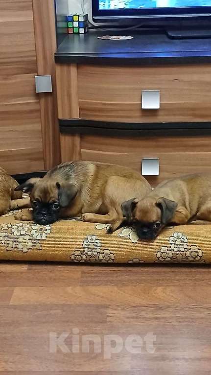 Собаки в Копейске: Щенки пти-брабансона Мальчик, 20 000 руб. - фото 3