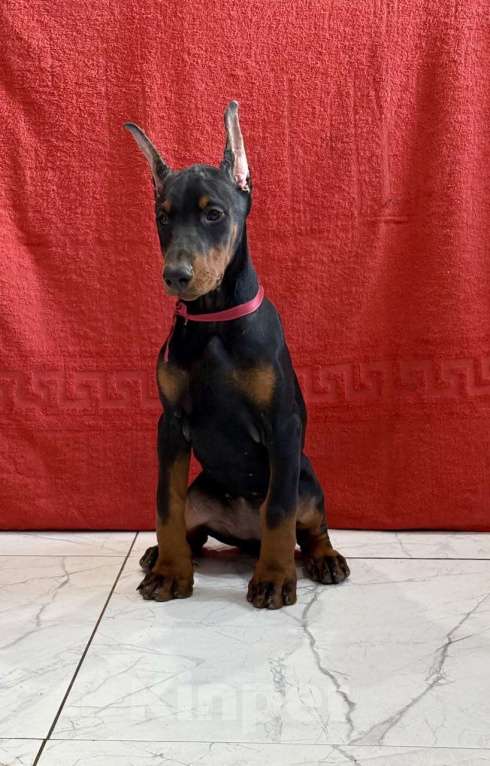 Собаки в Казани: Щенок добермана девочка Девочка, 60 000 руб. - фото 2