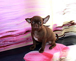 Собаки в Колпино: Чихуахуа щенки Мальчик, 25 000 руб. - фото 6