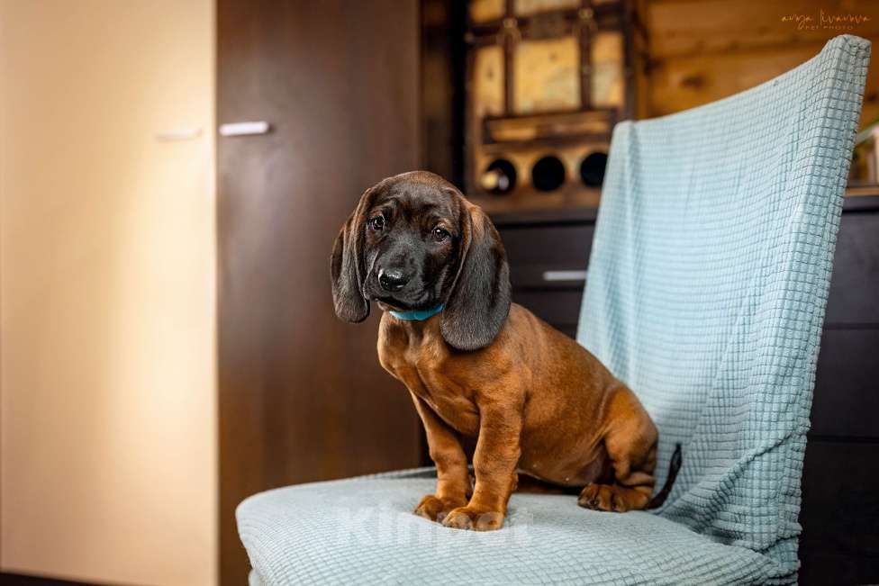 Собаки в Москве: Баварская горная гончая щенок Мальчик, Бесплатно - фото 6