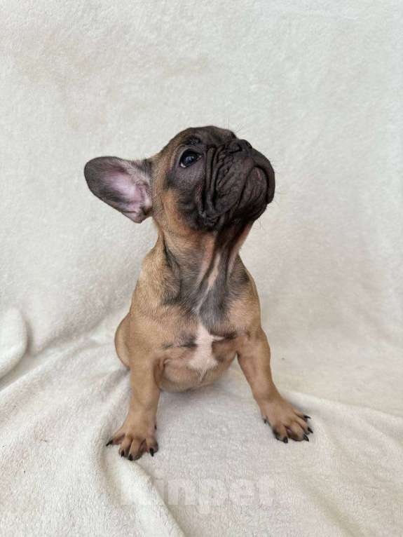 Собаки в Санкт-Петербурге: Щенок французского бульдога Девочка, 40 000 руб. - фото 2