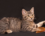Кошки в Москве: Кузя полосатик, котенок 5 мес в добрые руки. Мальчик, Бесплатно - фото 1
