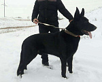 Собаки в Новошахтинске: Чёрный кобель вео (вязка) Мальчик, 5 000 руб. - фото 5