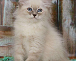 Кошки в Ливны: Невские маскарадные котята, 25 000 руб. - фото 4