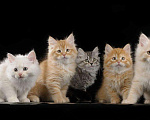 Кошки в Болхове: Сибирские котята, 40 руб. - фото 5