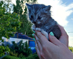 Кошки в Москве: Котята ищут дом!, Бесплатно - фото 6