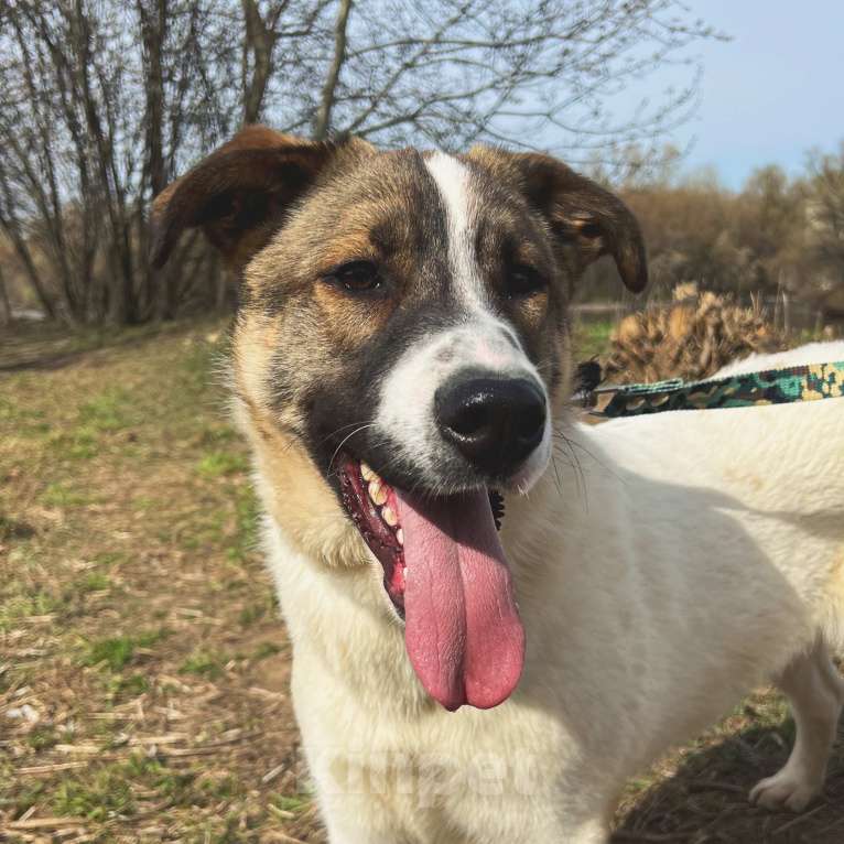 Собаки в Москве: Веник Мальчик, Бесплатно - фото 4