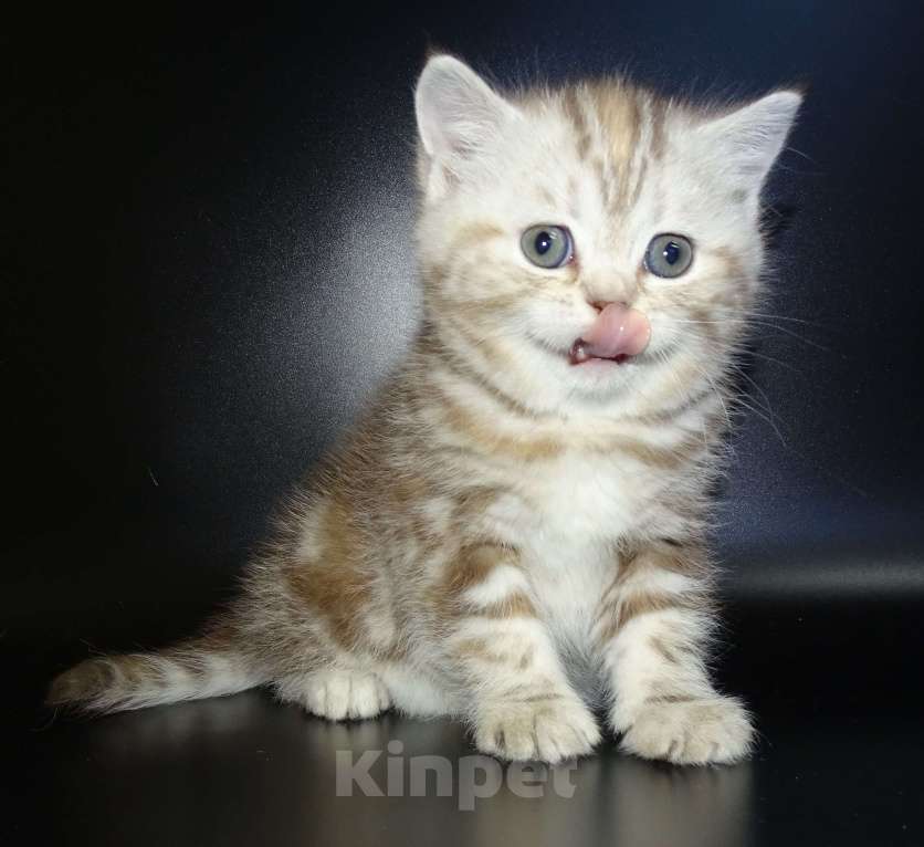 Кошки в Москве: Шотланские котята, шоколадный окрас, девочки, БРИД-класс Девочка, 30 000 руб. - фото 6