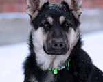Собаки в Искитиме: Девочка восточноевропейской овчарки - 5 месяцев Девочка, Бесплатно - фото 4