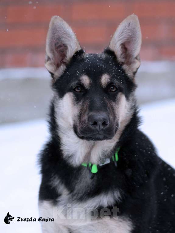 Собаки в Искитиме: Девочка восточноевропейской овчарки - 5 месяцев Девочка, Бесплатно - фото 4