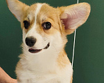 Собаки в Москве: Девочка вельш корги пемброк  Девочка, 50 000 руб. - фото 2