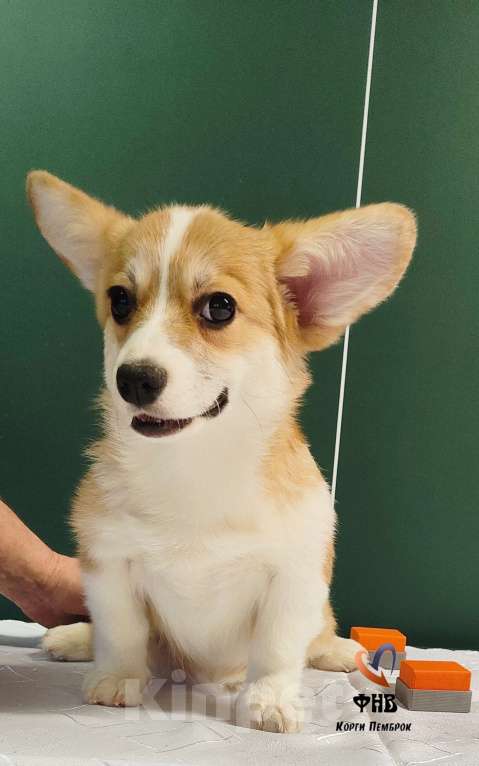 Собаки в Москве: Девочка вельш корги пемброк  Девочка, 50 000 руб. - фото 2