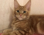 Кошки в Самаре: Шикарный Кот Мейн-кун Мальчик, 50 000 руб. - фото 3