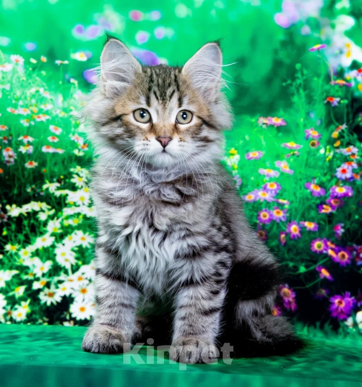 Кошки в Москве: Котенок Дарвин Мальчик, 60 000 руб. - фото 4