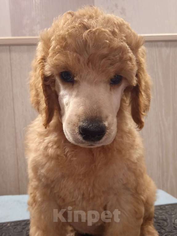 Собаки в Санкт-Петербурге: Пудель королевский рыжий Девочка, 60 000 руб. - фото 1