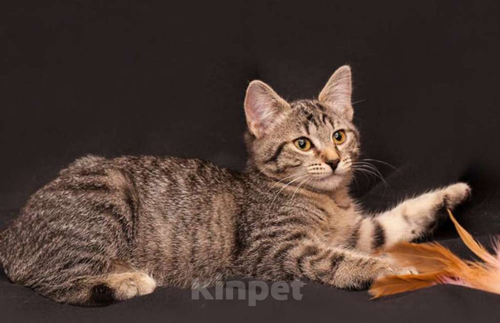 Кошки в Москве: Кузя полосатик, котенок 5 мес в добрые руки. Мальчик, Бесплатно - фото 1
