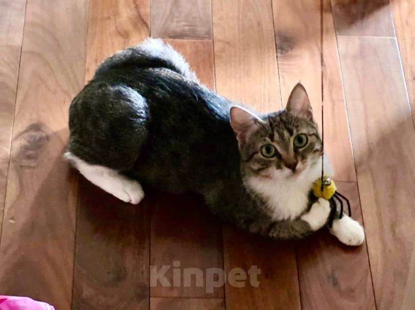 Кошки в Москве: Котёнок ищет семью Девочка, Бесплатно - фото 2