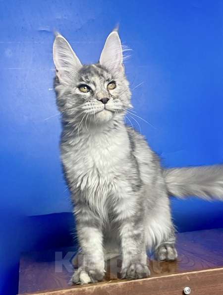 Кошки в других городах Ленинградской области: Мейн кун котенок Девочка, 50 000 руб. - фото 5