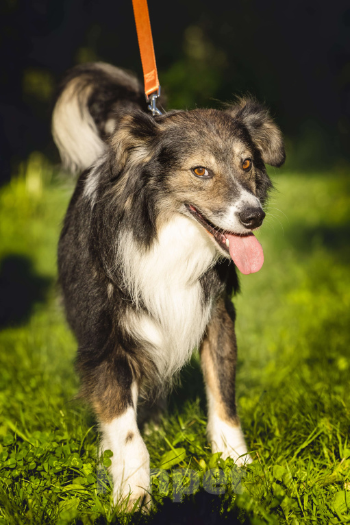 Собаки в Москве: Шарик в добрые руки  Мальчик, Бесплатно - фото 8