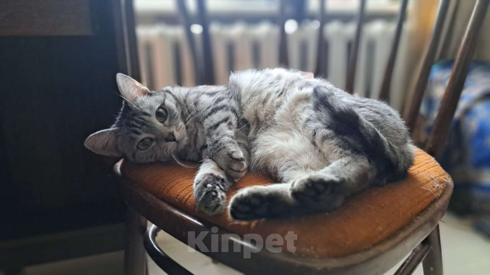 Кошки в Москве: Серенькая Лиза в полосочку создаст уют в вашем доме Девочка, Бесплатно - фото 5