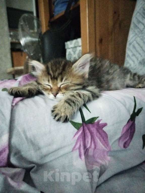 Кошки в Омске: Породистый сибирский котёнок Мия  Девочка, 10 000 руб. - фото 3