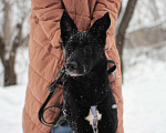 Собаки в Москве: ❤️Умничка Грета собака из приюта в добрые руки Девочка, Бесплатно - фото 2
