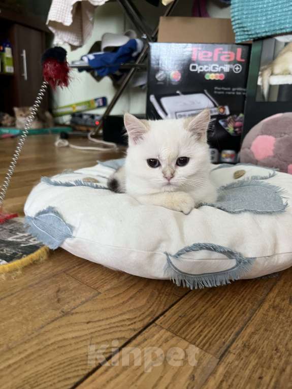 Кошки в Москве: Британская синеглазая девочка   Девочка, 50 000 руб. - фото 2